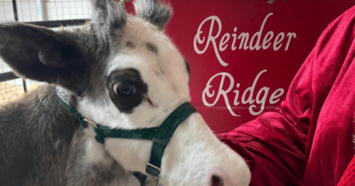 A close-up of a reindeer wearing a green harness, with a festive "Reindeer Ridge" sign in the background.