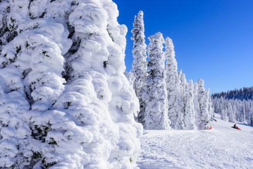 Snow-covered trees under a clear blue sky, with a snowy landscape in the background.