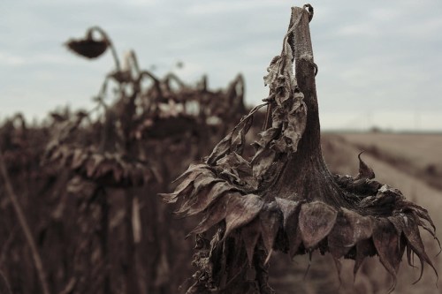 Close-up of wilted sunflower heads against a cloudy sky, showcasing their dry, brown petals and seed-filled centers.