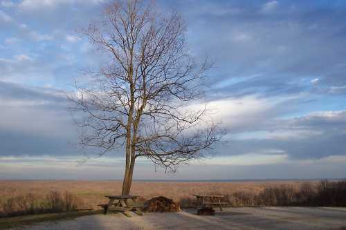 A solitary tree stands near picnic tables, overlooking a vast landscape under a cloudy sky.