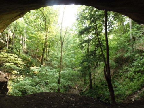 View from a cave opening, showcasing a lush green forest with tall trees and dappled sunlight filtering through.