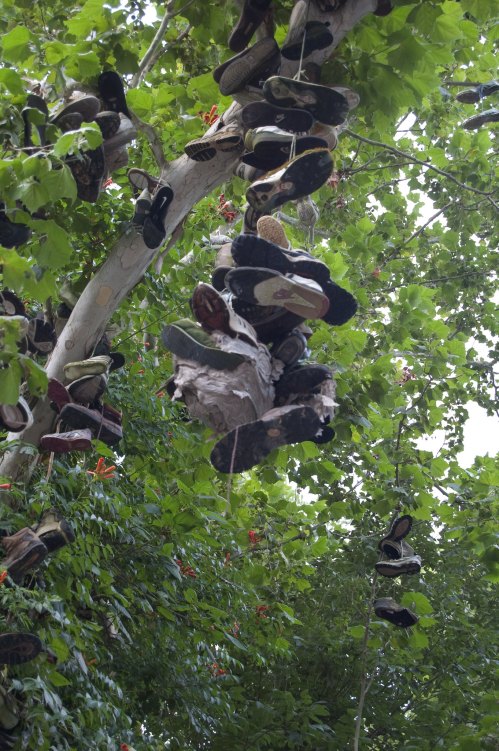 A tree adorned with various pairs of shoes hanging from its branches, surrounded by green leaves.