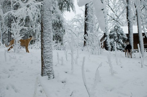 Two dogs play in a snowy forest, surrounded by frosted trees and a cabin in the background.