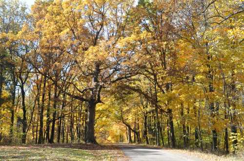 A scenic road lined with vibrant autumn trees in shades of yellow and orange, creating a picturesque fall landscape.