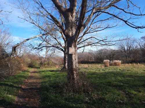 A bare tree stands beside a path, with a grassy field and blue sky in the background.