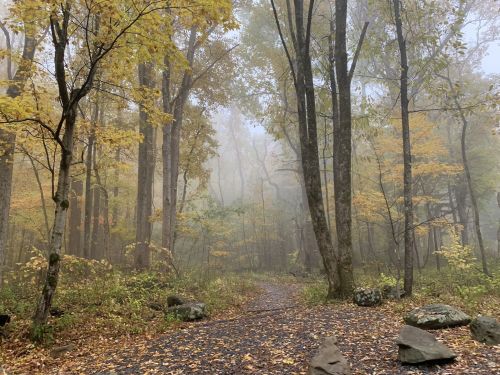 A misty forest path surrounded by trees with autumn leaves in shades of yellow and orange.