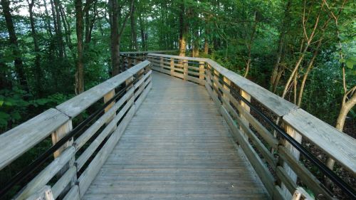 A wooden boardwalk winding through a lush green forest, surrounded by trees and dappled sunlight.