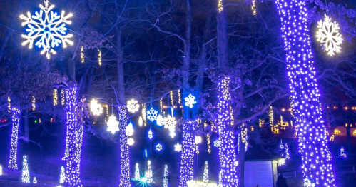 A nighttime scene of trees adorned with blue and white snowflake lights, creating a festive winter atmosphere.