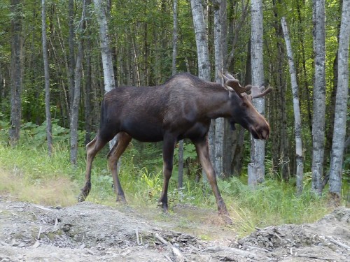 A moose walking through a forested area with trees in the background.