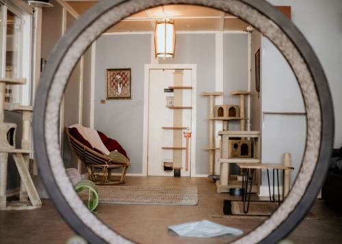 A cozy room with cat trees, a chair, and a circular view through a cat tunnel.