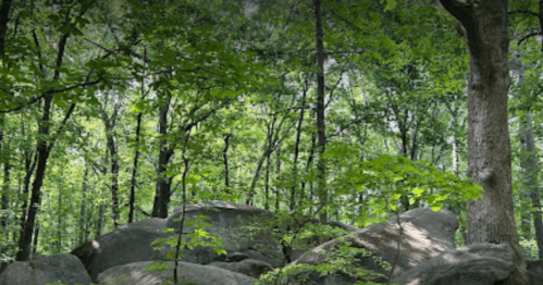 A serene forest scene with lush green trees and large boulders scattered on the forest floor.