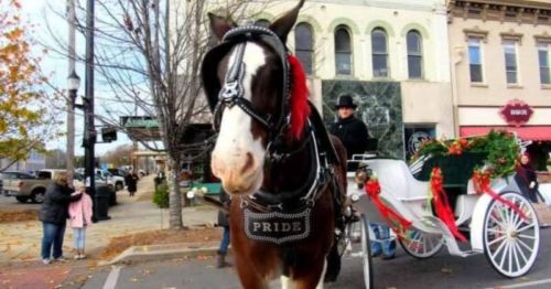 A horse in a harness with "PRIDE" on it stands in front of a festive carriage, decorated with greenery and ribbons.