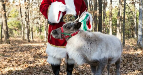A person in a Santa costume stands next to a reindeer in a wooded area with fallen leaves.