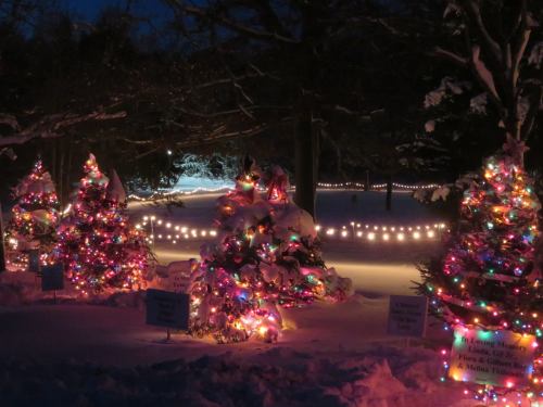 Colorful Christmas trees adorned with lights in a snowy park, surrounded by glowing string lights at dusk.