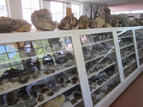 Display case filled with various rocks and minerals, showcasing a diverse collection in a well-lit room.