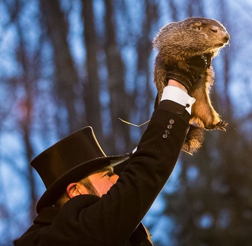 A person in a top hat holds a groundhog high against a blue sky, surrounded by trees.