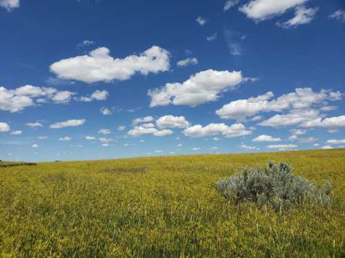 A vibrant yellow field under a bright blue sky with fluffy white clouds and a small shrub in the foreground.