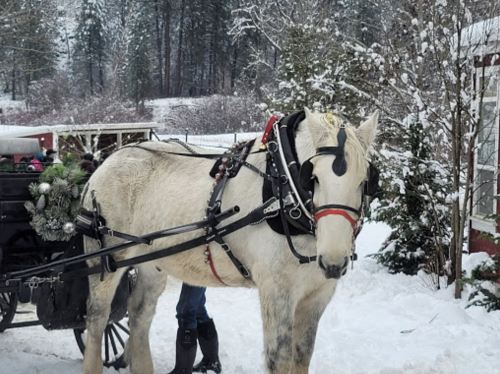 A white horse in harness stands beside a snow-covered landscape, with a carriage partially visible in the background.