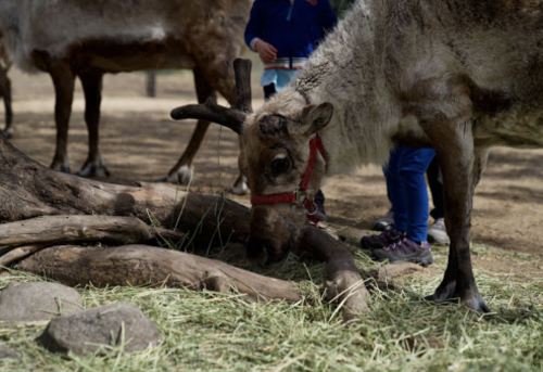 A close-up of a reindeer grazing on hay, with children in the background interacting with other reindeer.