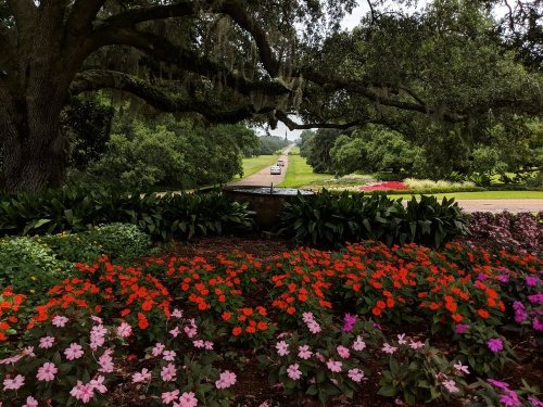 A scenic view of a garden with vibrant flowers in the foreground and a tree-lined path in the background.