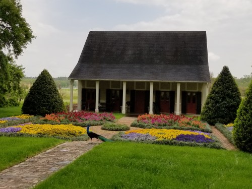 A peacock walks through a vibrant flower garden in front of a charming house with a sloped roof.