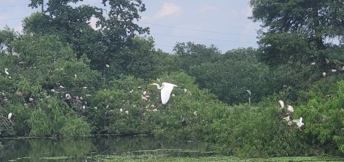 A serene wetland scene with various birds perched in trees and one white bird flying above the greenery.