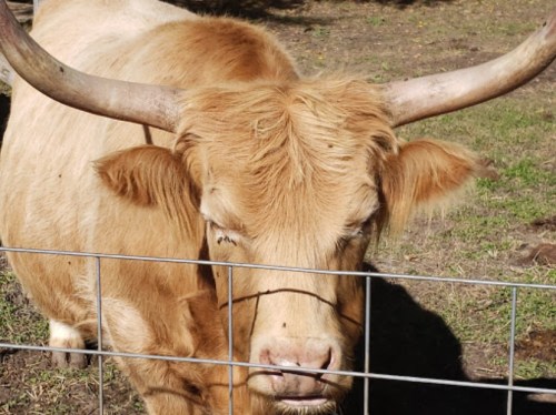 A close-up of a brown Highland cow with long horns, standing behind a wire fence in a grassy area.