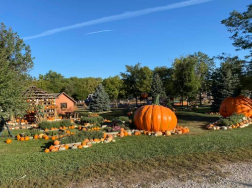 A vibrant pumpkin patch with large pumpkins, smaller pumpkins, and a cozy building surrounded by trees under a clear blue sky.