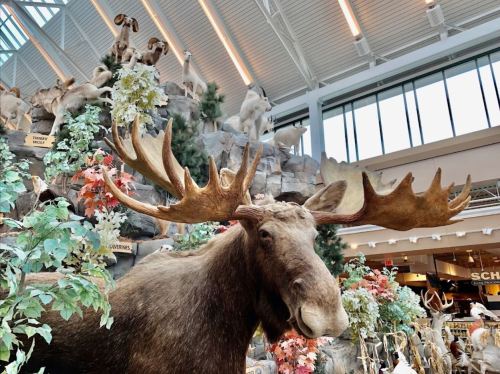 A large moose taxidermy display surrounded by artificial foliage and other mounted animals in a retail space.