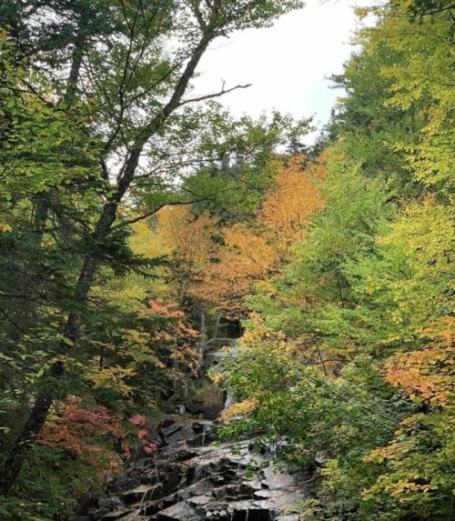 A serene forest scene with vibrant autumn foliage and a small waterfall cascading over rocks.