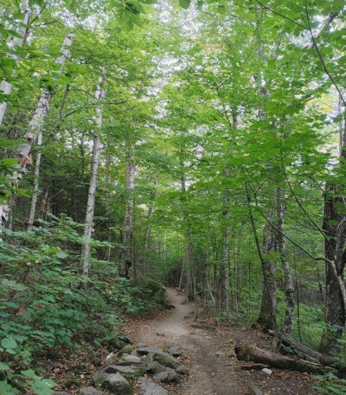 A winding dirt path through a lush green forest with tall trees and dense foliage.