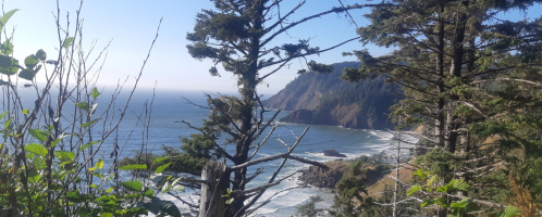 Coastal view with cliffs, ocean waves, and trees framing the scene under a clear blue sky.