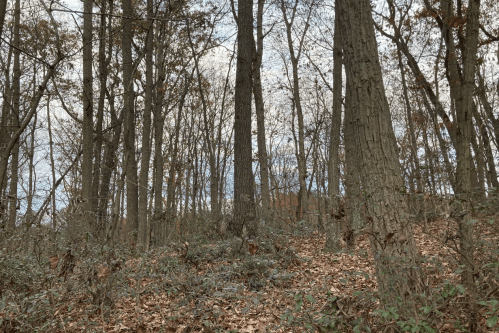 A wooded area with tall trees, bare branches, and fallen leaves on the ground under a cloudy sky.