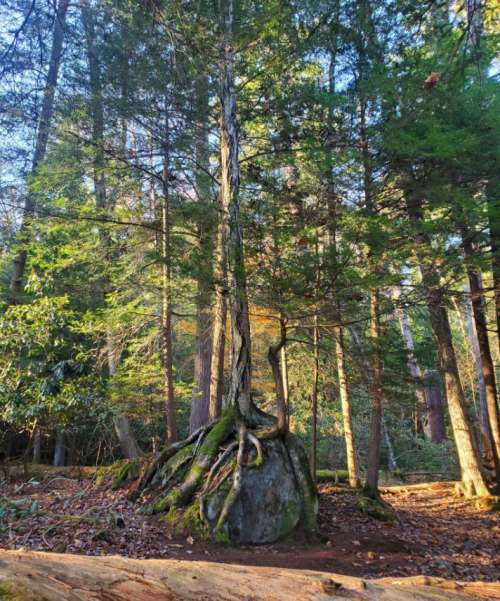 A tall tree with exposed roots stands on a large rock, surrounded by lush green forest in soft sunlight.