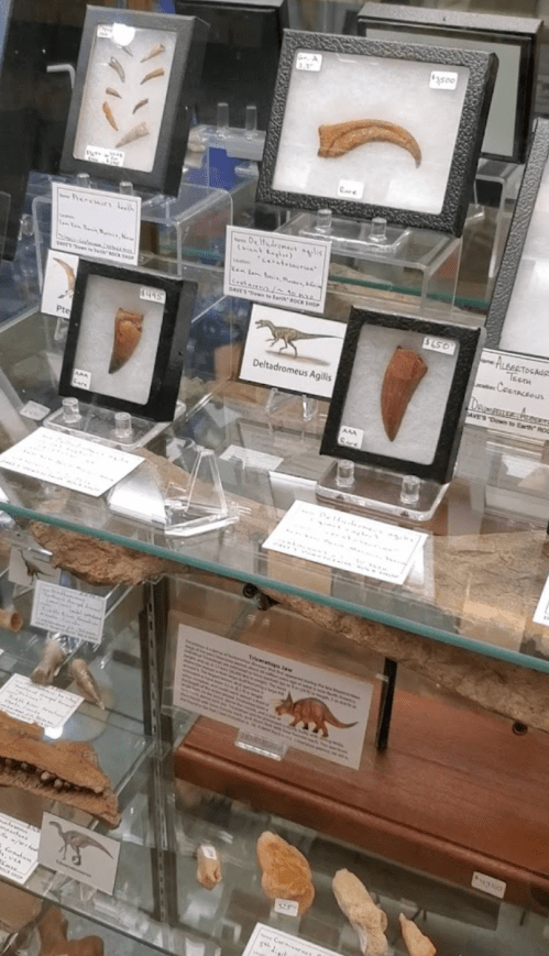 Display of fossilized dinosaur teeth and bones in glass cases, labeled with names and descriptions.