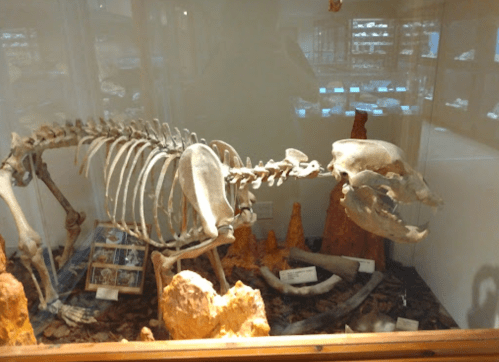 A skeleton of a marine animal displayed in a glass case, surrounded by rock formations and informational plaques.