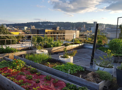 A rooftop garden with various plants and vegetables, overlooking a city skyline under a partly cloudy sky.