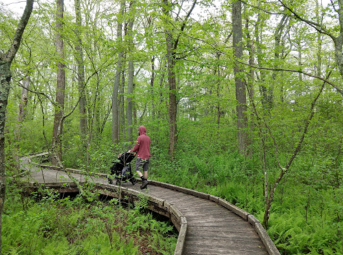 A person in a pink jacket pushes a stroller along a winding wooden path through a lush green forest.