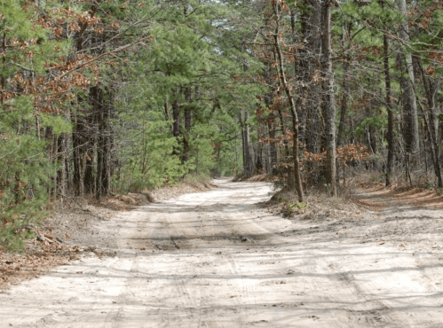 A sandy dirt road winding through a forest with tall trees and sparse underbrush on either side.