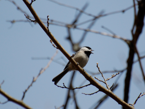 A small bird with a black and white head perched on a bare branch, singing against a clear blue sky.