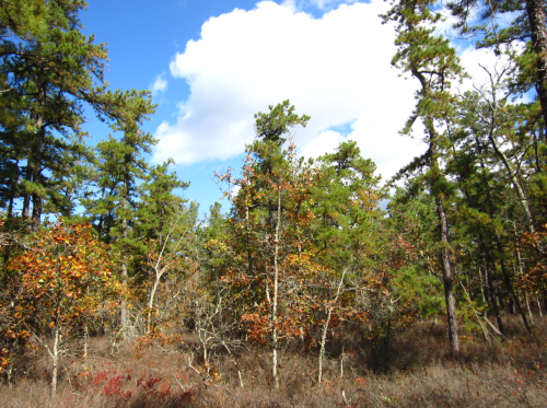 A forest scene with tall green trees and some autumn foliage under a blue sky with fluffy white clouds.