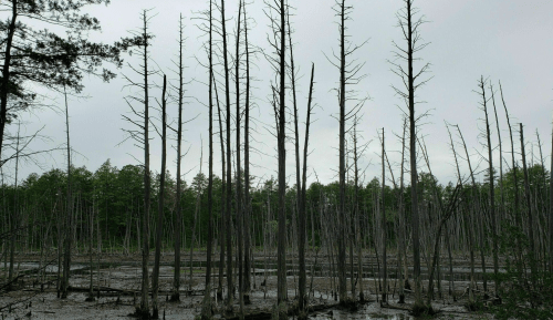Barren, tall trees stand in a wetland area, with green foliage in the background under a cloudy sky.