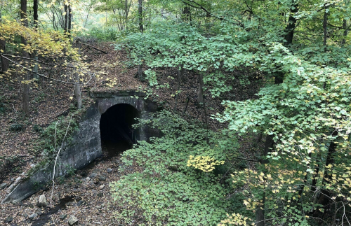 A dark tunnel entrance surrounded by lush green trees and fallen leaves in a serene forest setting.