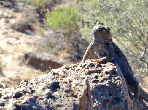 A lizard perched on a rocky surface, surrounded by sparse vegetation in a desert landscape.