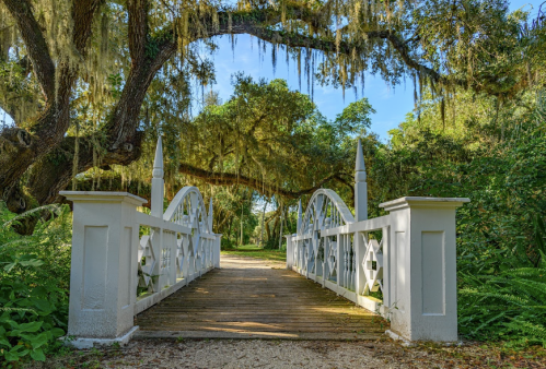 A white wooden bridge leads into a lush, green forest with hanging moss and vibrant foliage.
