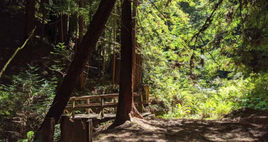 Escape to Butano: Your Northern California Redwood Retreat