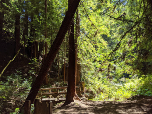A sunlit forest scene with tall trees, lush greenery, and a wooden bridge in the background.