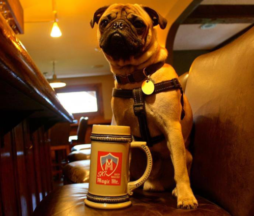A pug sits on a bar stool next to a beer stein in a cozy pub setting.