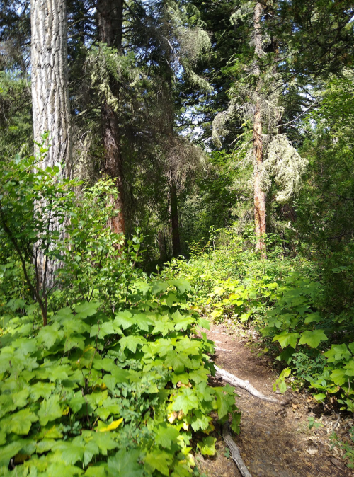 A narrow dirt path winds through a lush green forest filled with tall trees and dense foliage.