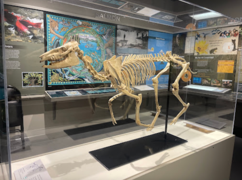 A skeleton of a marine mammal displayed in a museum exhibit, with informational panels in the background.